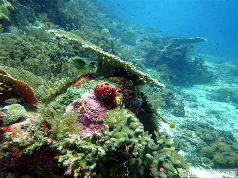 Raja Ampat - World Class Diving in Papua (Indonesia ...