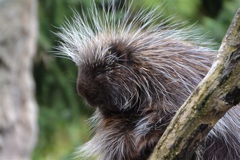Free Images Animal Wildlife Zoo Mammal Rodent Fauna Whiskers