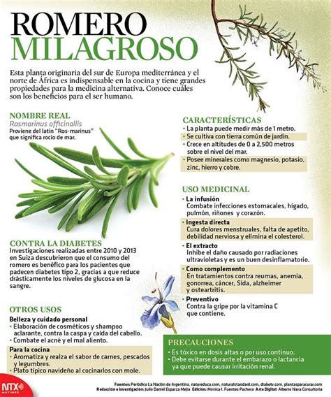 Sus funciones psoriasis qi, yin y yang recetas de cocina saludables. Beneficios, propiedades y usos del Romero