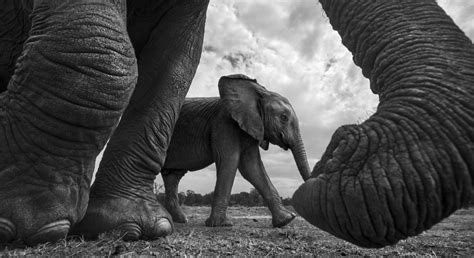 Gallery Of Winners Monovisions Black And White Photography Awards 2017