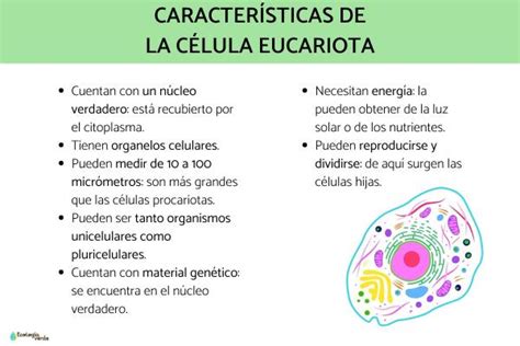 C Lula Eucariota Caracter Sticas Y Sus Partes Resumen Con Esquemas