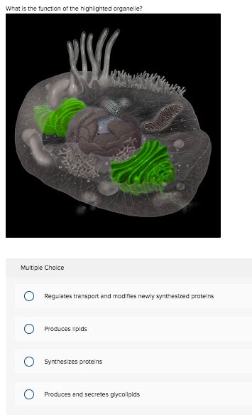 Check spelling or type a new query. Solved: What Is The Function Of The Highlighted Organelle ...