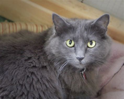 They are selectively bred today, however. Sandy Domestic Long Hair-gray - Russian Blue Cat | Pets ...