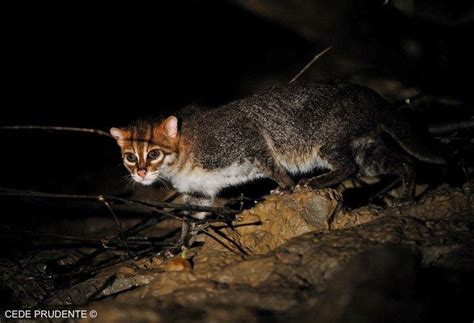 Maybe they meant it curves inward more than regular cat teeth, so it locks onto the prey like a fish hook? Flat-headed cat (Prionailurus Planiceps) - Wild Cats Magazine