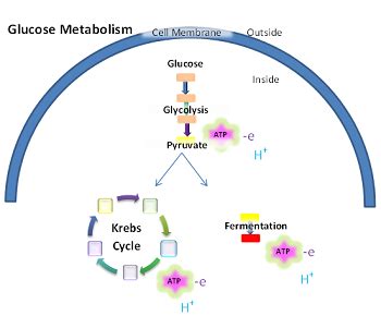 N Animal Cells Glycolysis Occurs In The