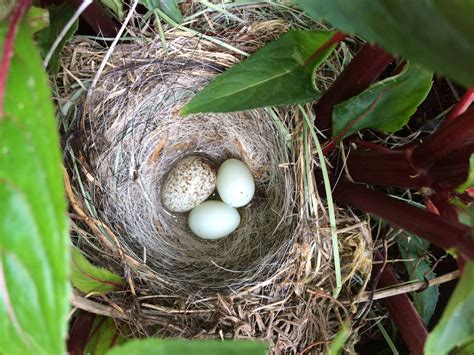 My Mom Noticed A Nest With Mixed Eggs In Her Hanging Flower Basket In