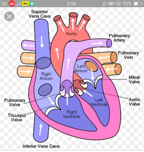 Heart Diagram Drawing Easy