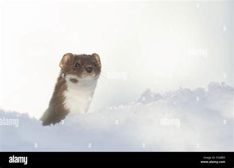 Weasel Mustela Nivalis Adult Looking Out From Hole In Snow