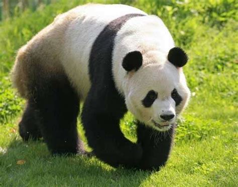 Los Hombres Prehistóricos Chinos Comían Osos Pandas 20minutoses