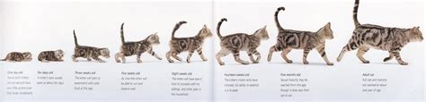 After one year, your cat or kitten will have the equivalent age of a fifteen year old person. Love Kuching Project @luvkuching - kitten adoption, rescue ...