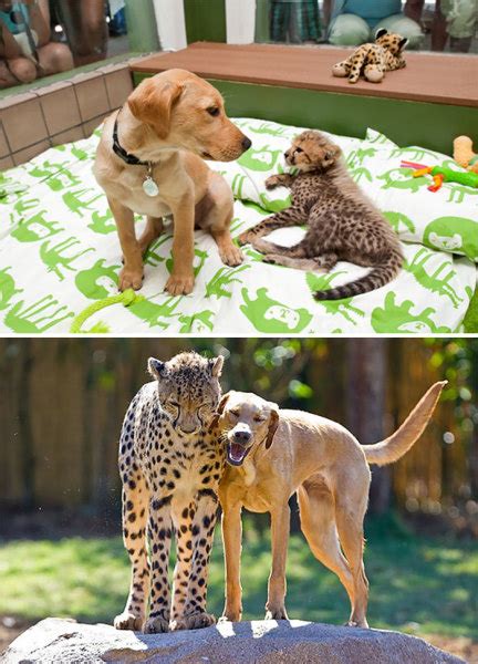 19 Adorable Before And After Photos Of Animals Growing Up Together