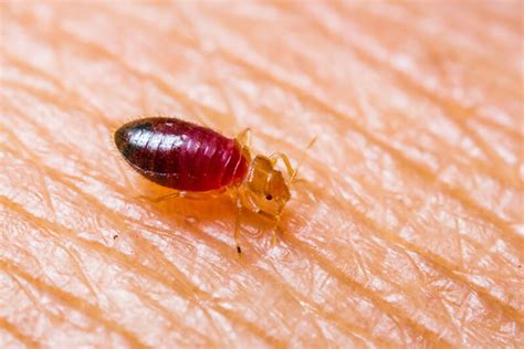 Bed Bugs What Are Bed Bugs Supior Pest Solutions