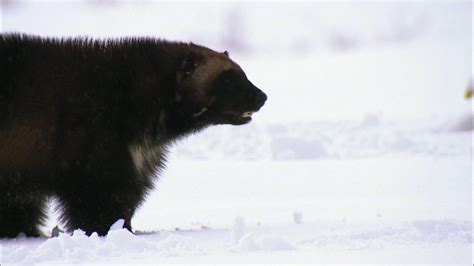 Wolverine Chasing The Phantom About Nature Pbs