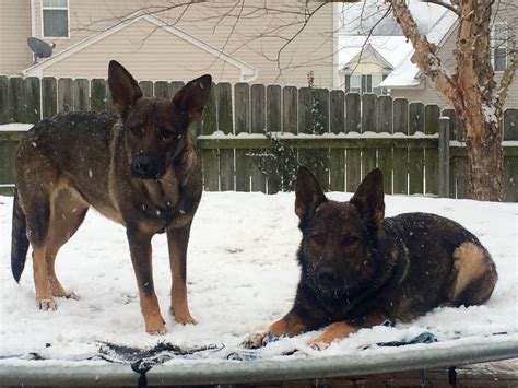 Gsd German Shepard Dogs Millie And Miles In The Snow 22015 German