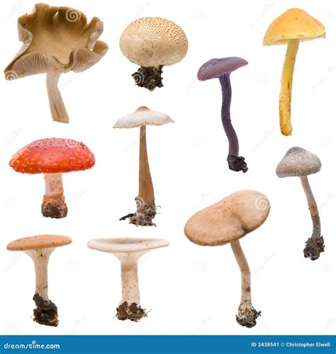 Mushroom And Toadstool Montage Stock Image Image Of Autumn Agaric 3438541