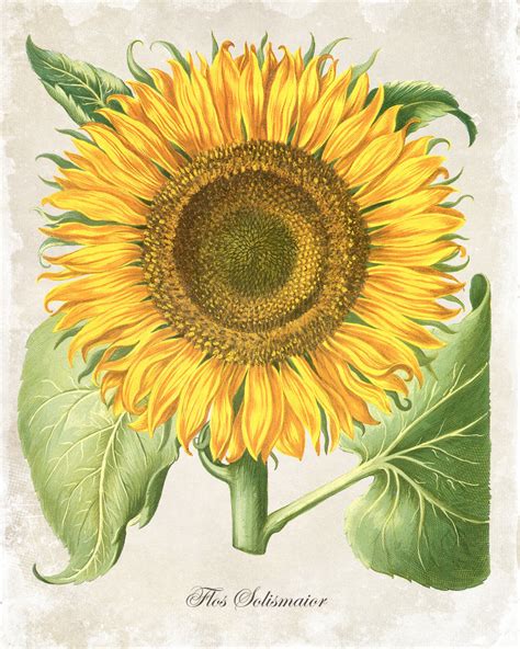 Antique Sunflower Botanical Art Print Bellebotanica