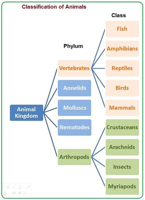 4 Animal Kingdom Classification Biology Lessons Biology