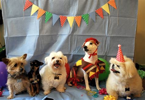 Beautiful Ideas Of Dog Birthday Celebration Pets Nurturing