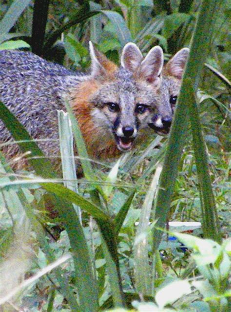 The Friendly Gray Foxes Photographstext And Videos By Sandra L Russell