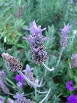 Bed Bug Spray Lavender Pictures