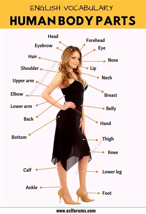 Body Parts Parts Of The Human Body In English With The Picture Esl