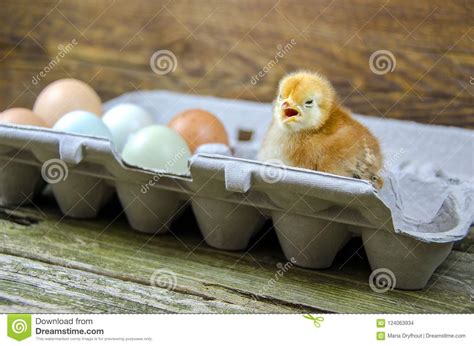 Baby Chick In Gray Egg Carton Stock Photo Image Of Brown Carton