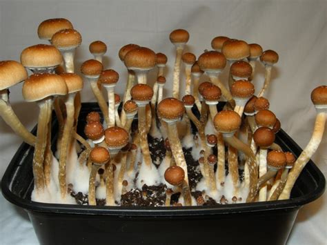 Псилоцибе кубенсис Psilocybe Cubensis фото и описание