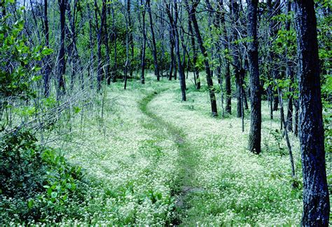 Free Images Tree Nature Path Grass Wilderness Hiking Meadow