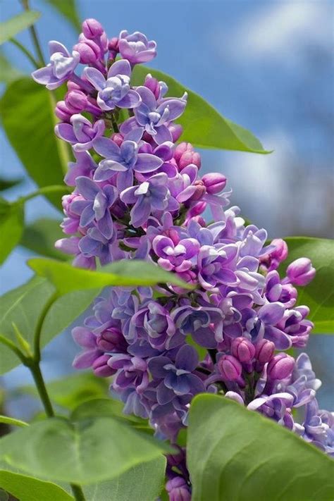 Nice Purple Lilacs Garden Ideas Purple Lilacs