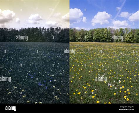 Comparison Of Possible Bee Or Insect Vision In Different Part Visible