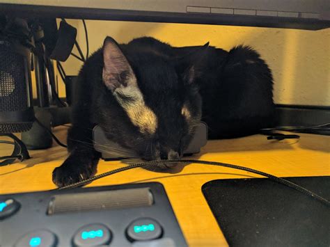 My Cat Fell Asleep On My Mic Tube Preamp Catpics