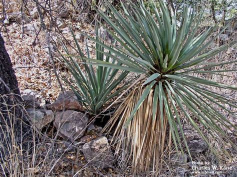 Yucca Schottii Mountain Yucca Edible And Medicinal Uses Charles W