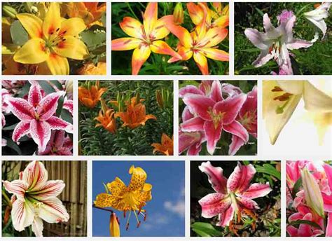 May Birth Flower Symbols Lily