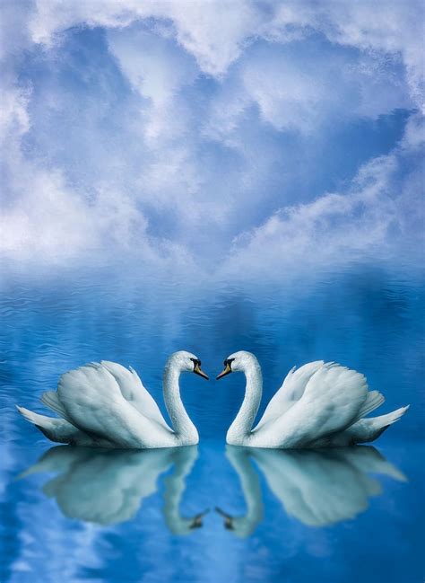 Hd Wallpaper Love In Love Animals Swans Background Valentine