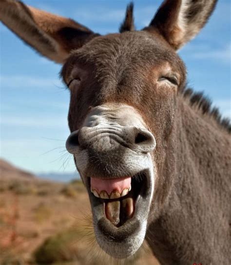 Donkeys Smiling Raww
