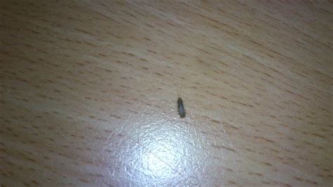 Ungeziefer wie silberfische und kakerlaken in haus oder wohnung sind der albtraum. Ungeziefer? brauche dringend Hilfe! (Wohnung, Käfer ...