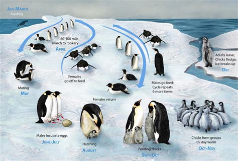 Emperor Penguins Unique Breeding Cycle Fireside Science