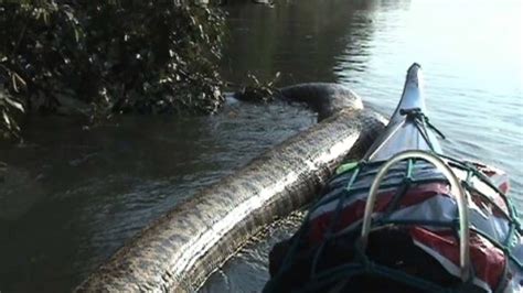 Giant Snake In The Amazon River Youtube