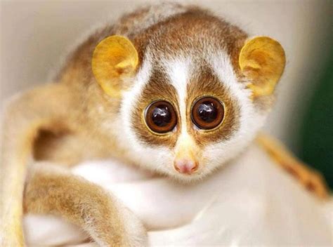 Baby Slender Loris With Images Cute Animals Cute Animal Videos