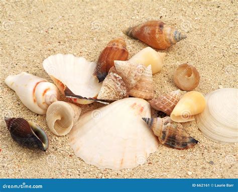 Shells On Sand Stock Image Image Of Tropical Vacation 662161