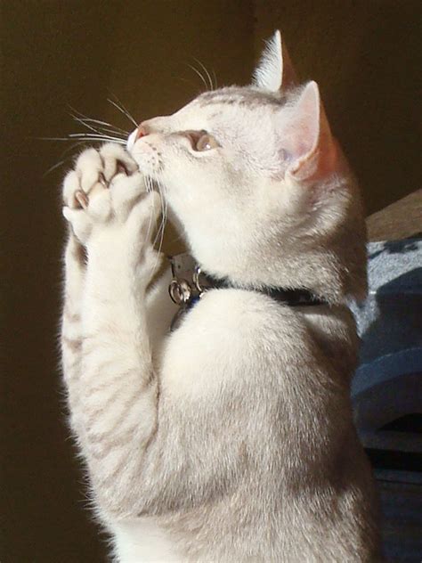 Praying Cat Cats Cute Cats Funny Animals