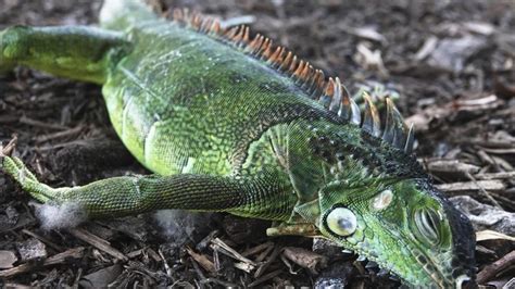 Lluvia De Iguanas En Florida Por Culpa Del Temporal De Frío