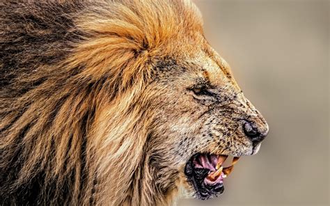 Roaring Lion HD Wallpaper