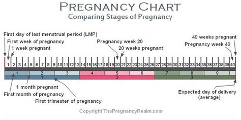 Pregnancy Trimesters Chart
