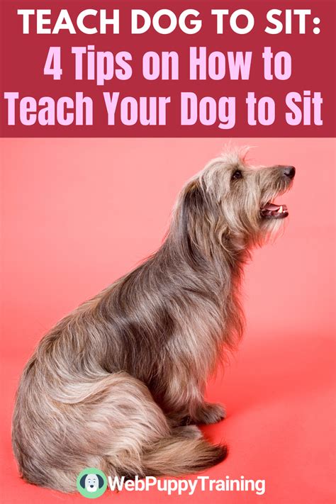 How to teach your cat to sit, stand or high jump. Teach Dog to Sit: 4 Tips on How to Teach Your Dog to Sit ...
