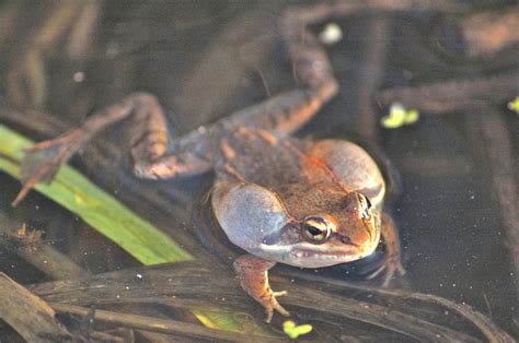 Vernal Ponds April Amphibian Action Oakland County Blog