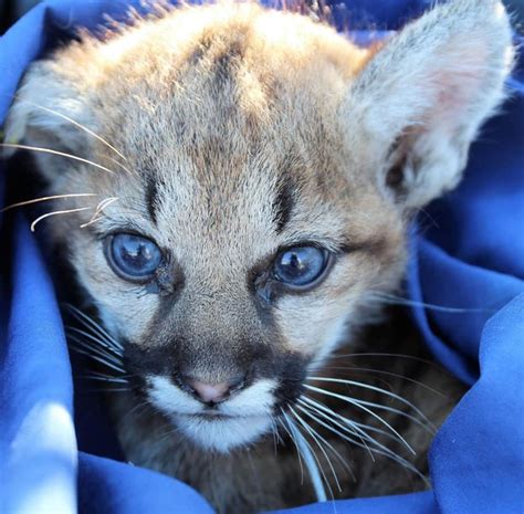 Sunday Sampler The Year In Photos Mountain Lion Kittens Rescued