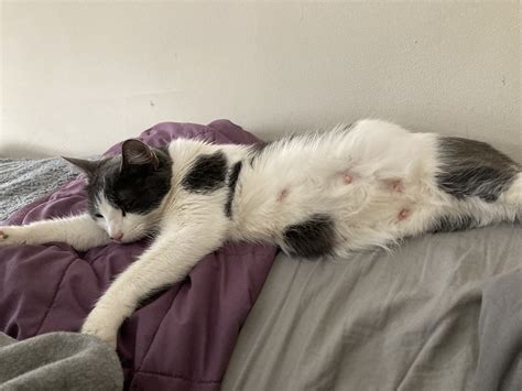 Pregnant Foster Cat— When Will She Have Her Kittens Thecatsite