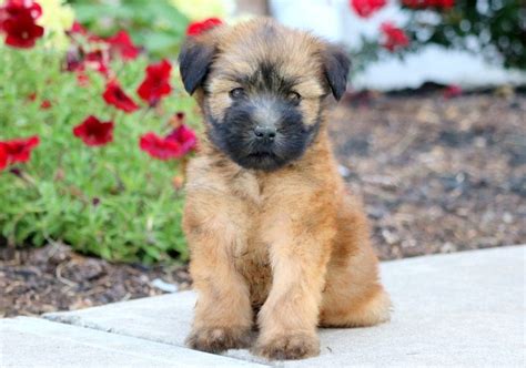 We raise soft coated wheaten terriers and bearded collies. Soft Coated Wheaten Terrier Puppies For Sale | Puppy Adoption | Keystone Puppies