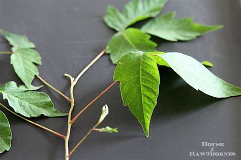 How To Identify Poison Ivy And Ways To Help Prevent Getting A Rash From